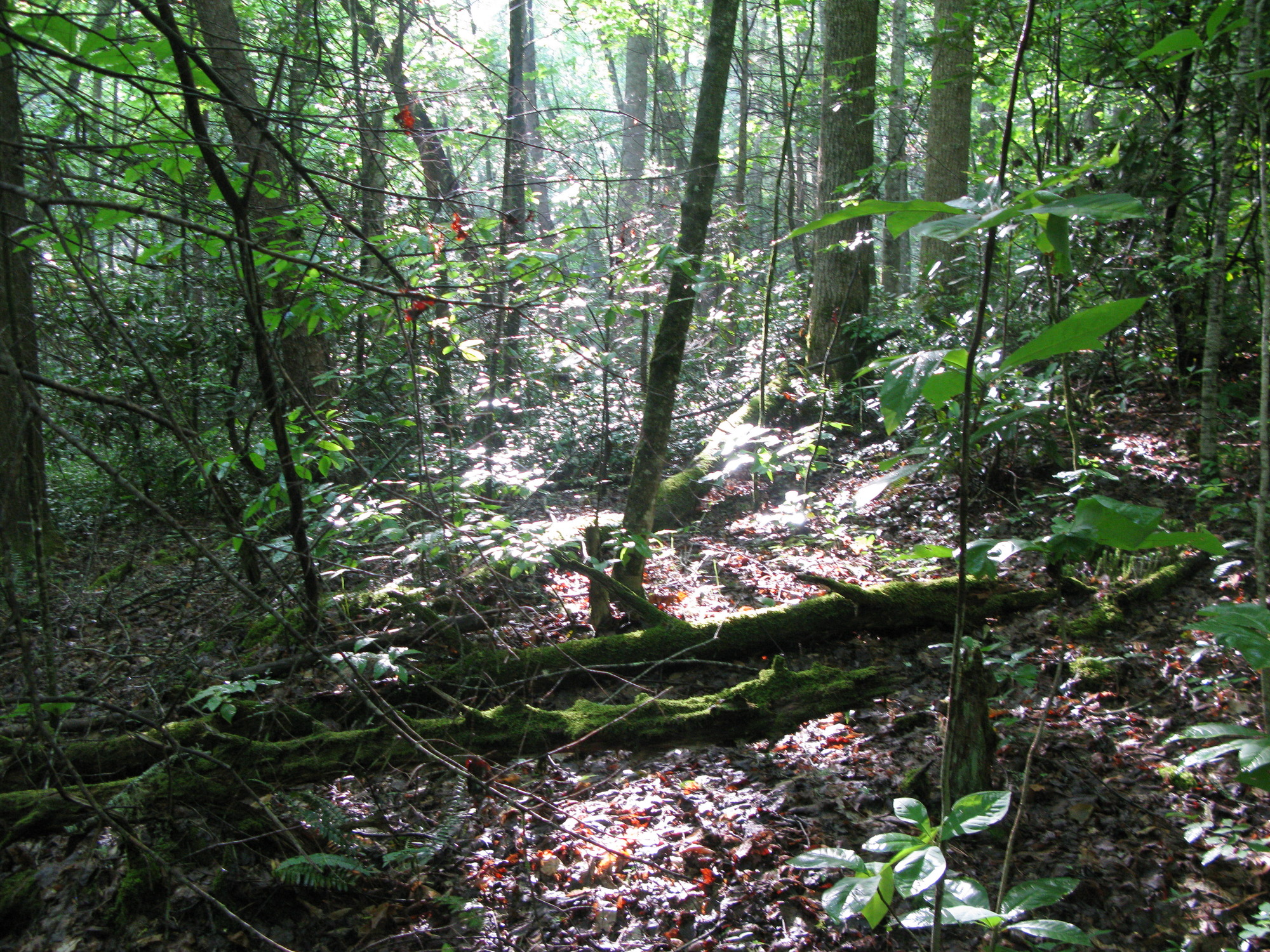 GRSM Accuracy Assessment. Plot Code: GRSM_AA_0129_3