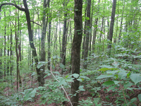 GRSM Accuracy Assessment. Plot Code: GRSM_AA_0230_4