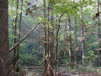 GRSM Accuracy Assessment. Plot Code: GRSM_AA_0934_4