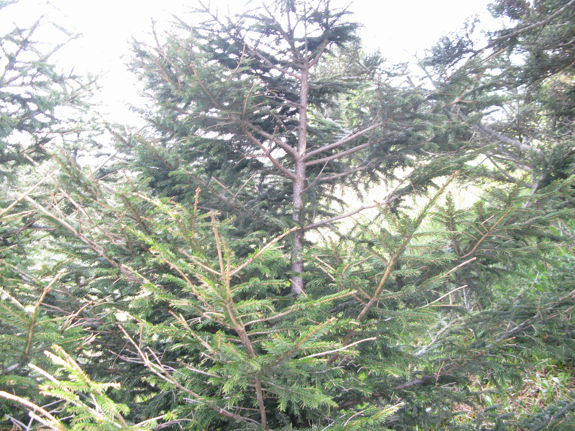 GRSM Accuracy Assessment. Plot Code: GRSM_AA_0943_2