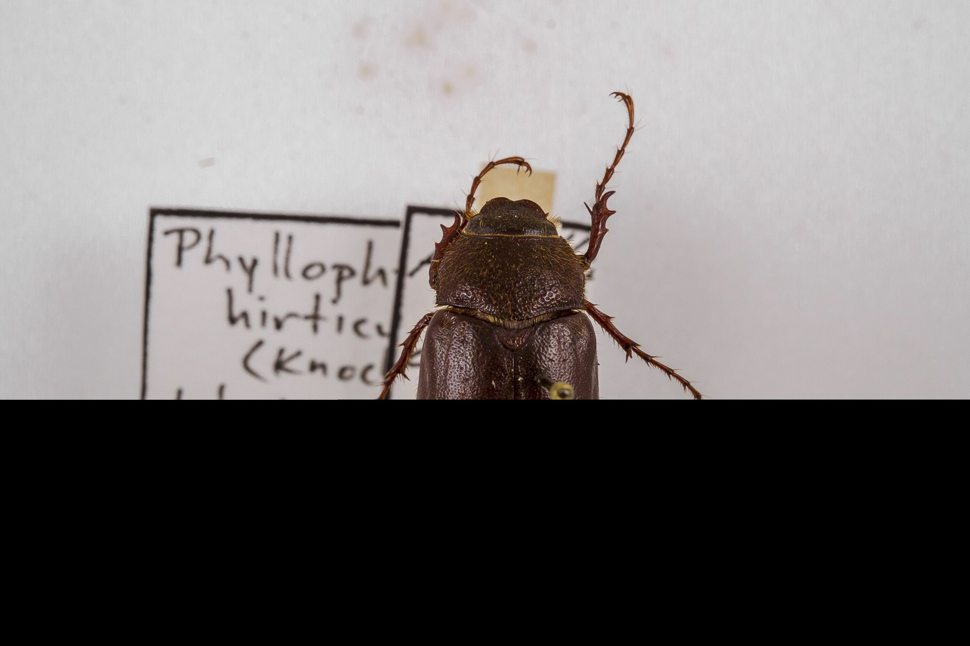 Image of Phyllophaga hirticula, a species of Insect