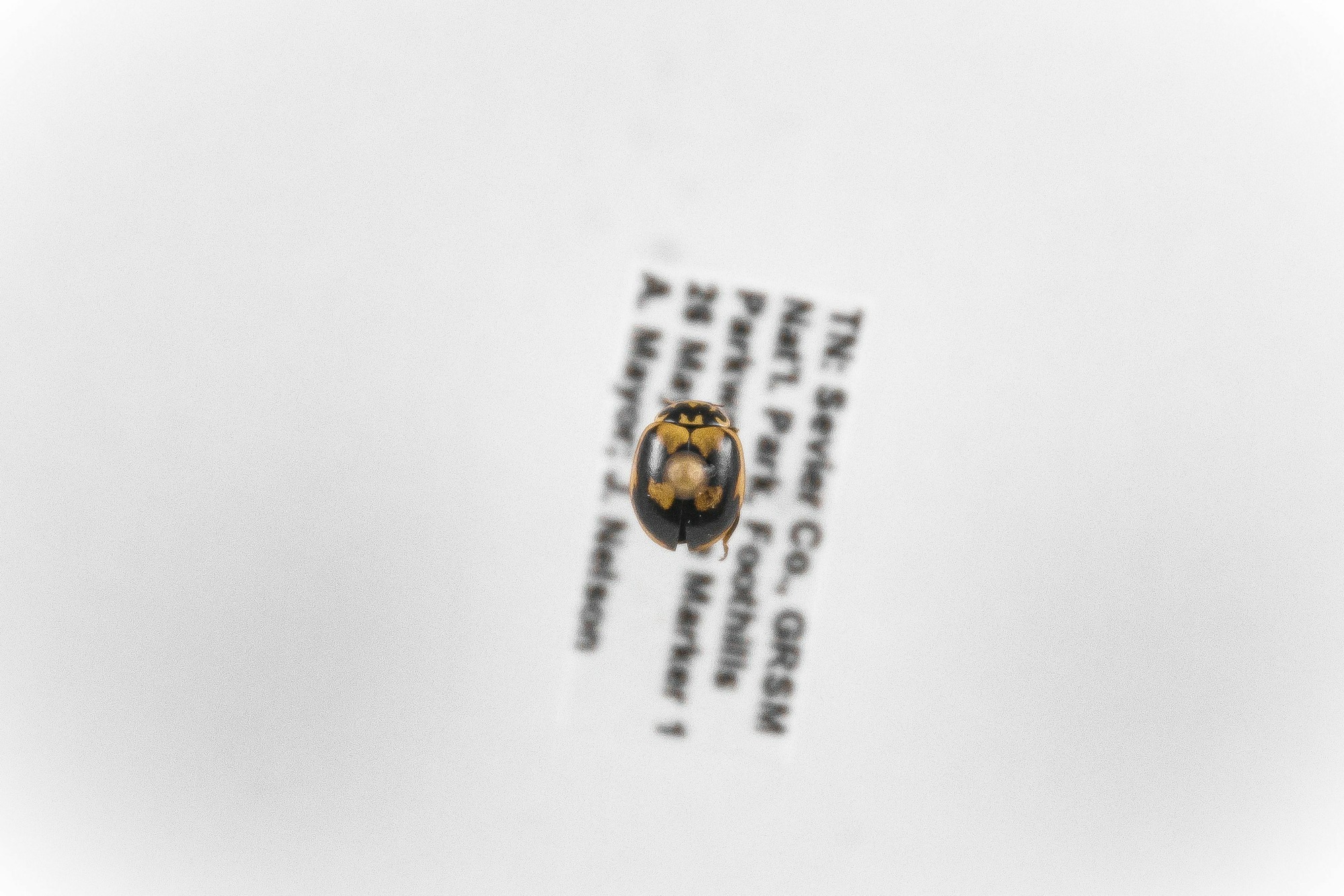 Image of Mulsantina picta, a species of Animalia