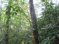 GRSM Accuracy Assessment. Plot Code: GRSM_AA_0025_3