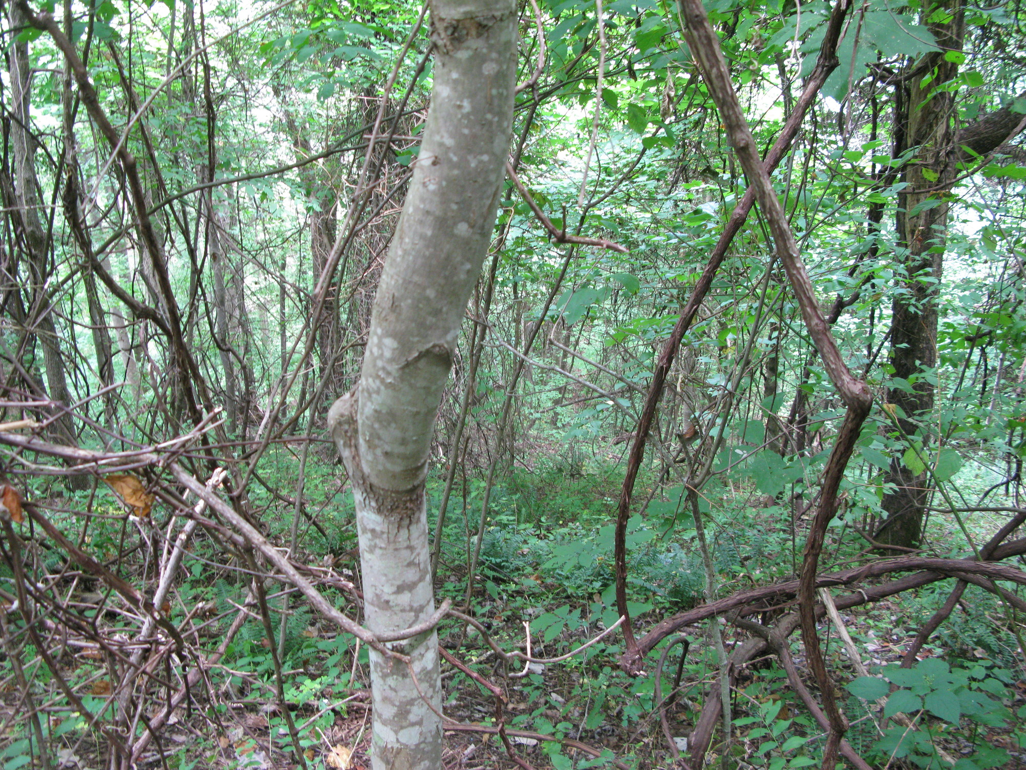 GRSM Accuracy Assessment. Plot Code: GRSM_AA_0944_3