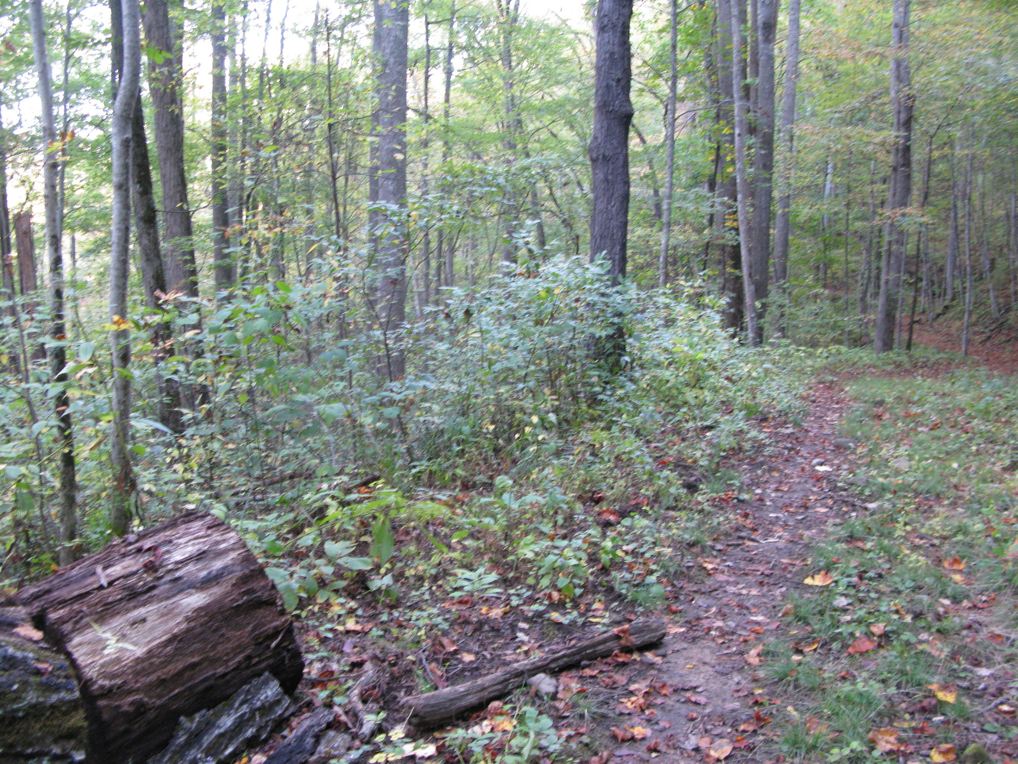 GRSM Accuracy Assessment. Plot Code: GRSM_AA_0288_2