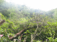 GRSM Accuracy Assessment. Plot Code: GRSM_AA_0740_6