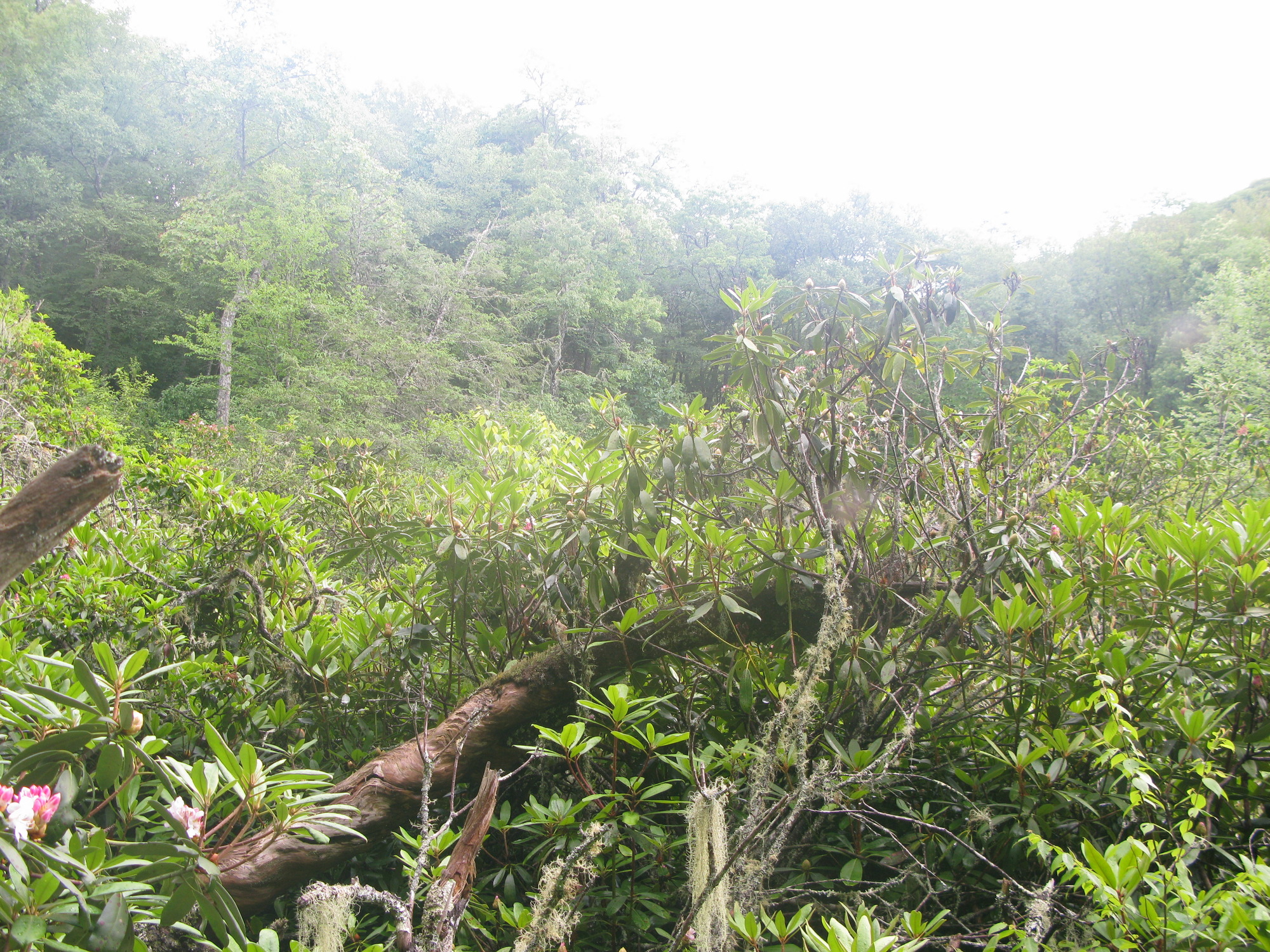 GRSM Accuracy Assessment. Plot Code: GRSM_AA_0740_6