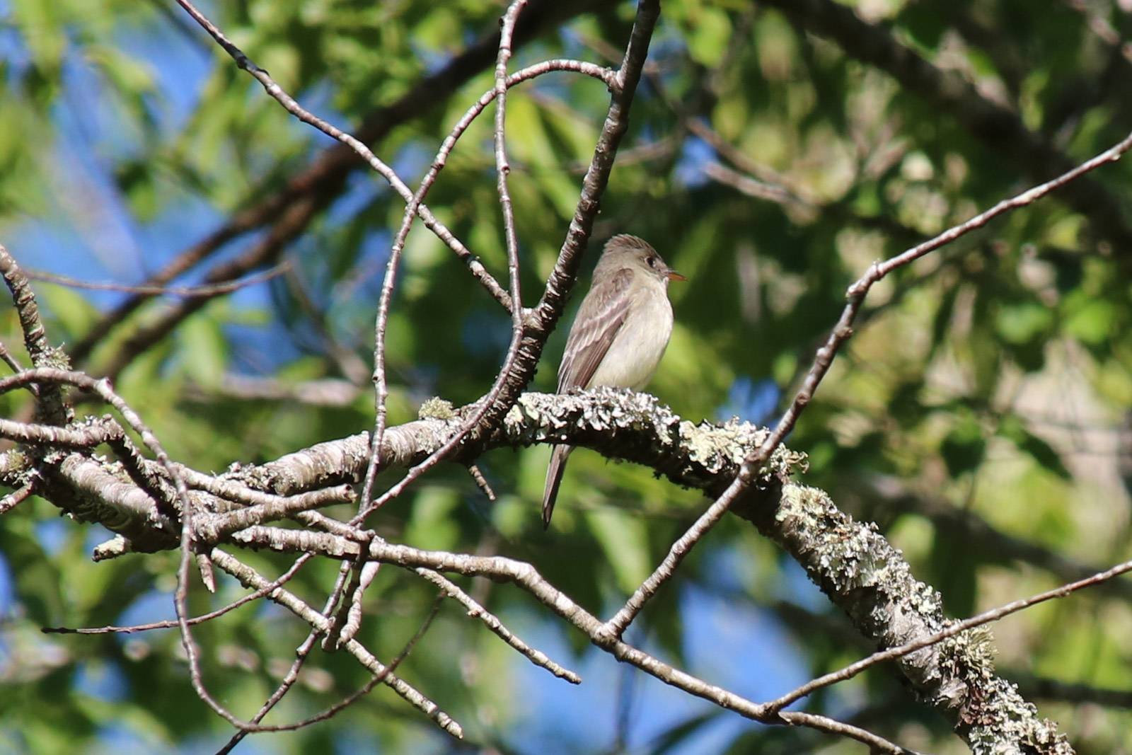 Image of Contopus virens, a species of Bird