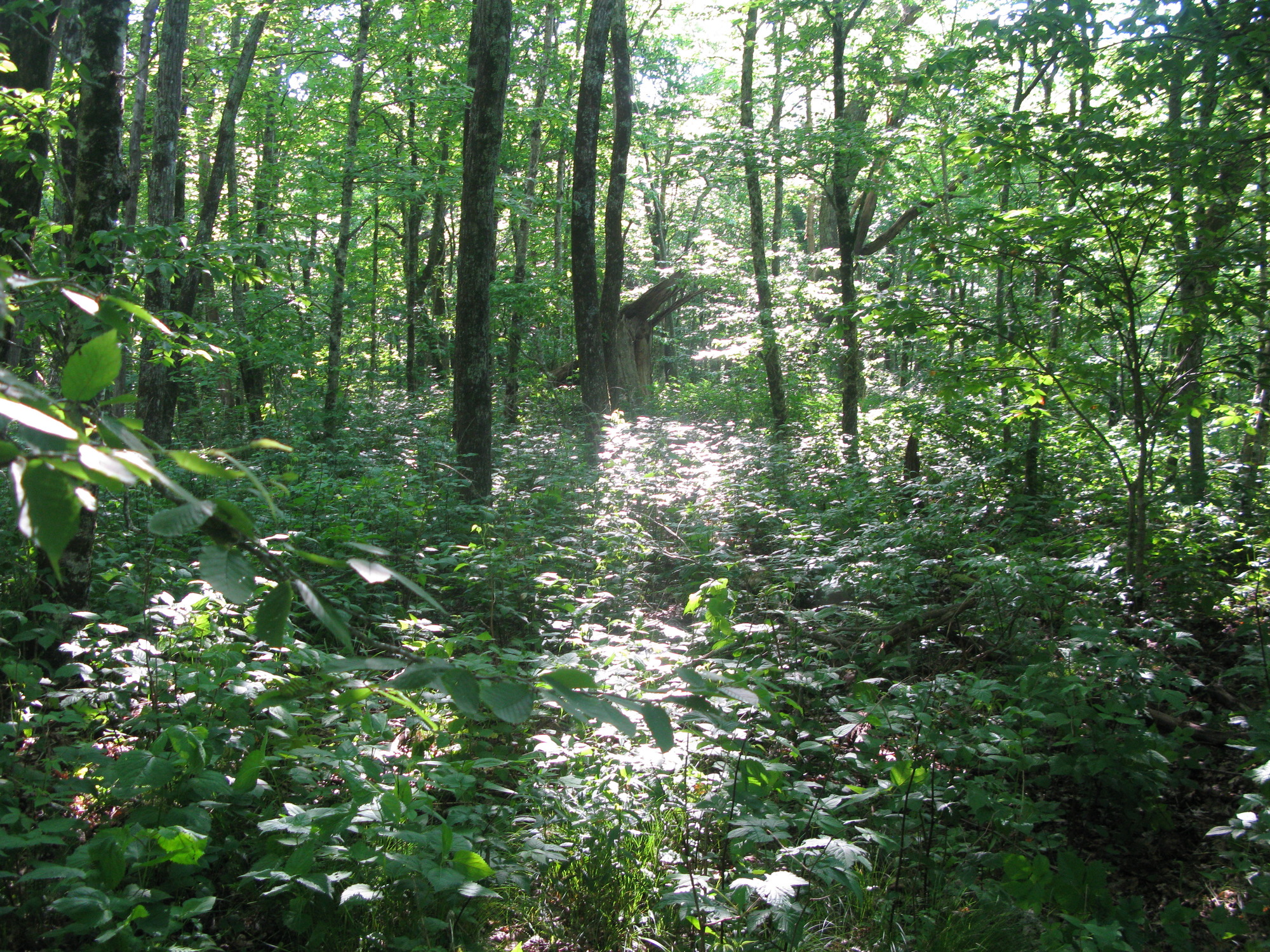 GRSM Accuracy Assessment. Plot Code: GRSM_AA_0438_3