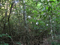 GRSM Accuracy Assessment. Plot Code: GRSM_AA_0917_3