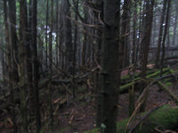 GRSM Accuracy Assessment. Plot Code: GRSM_AA_0018_5