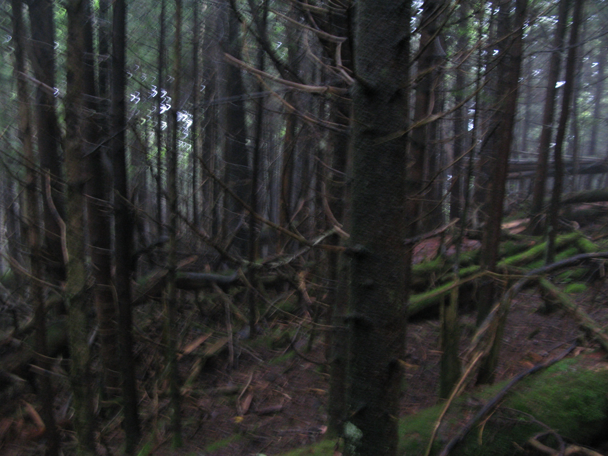 GRSM Accuracy Assessment. Plot Code: GRSM_AA_0018_5