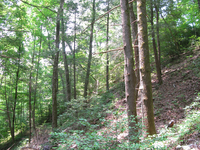 GRSM Accuracy Assessment. Plot Code: GRSM_AA_0974_5