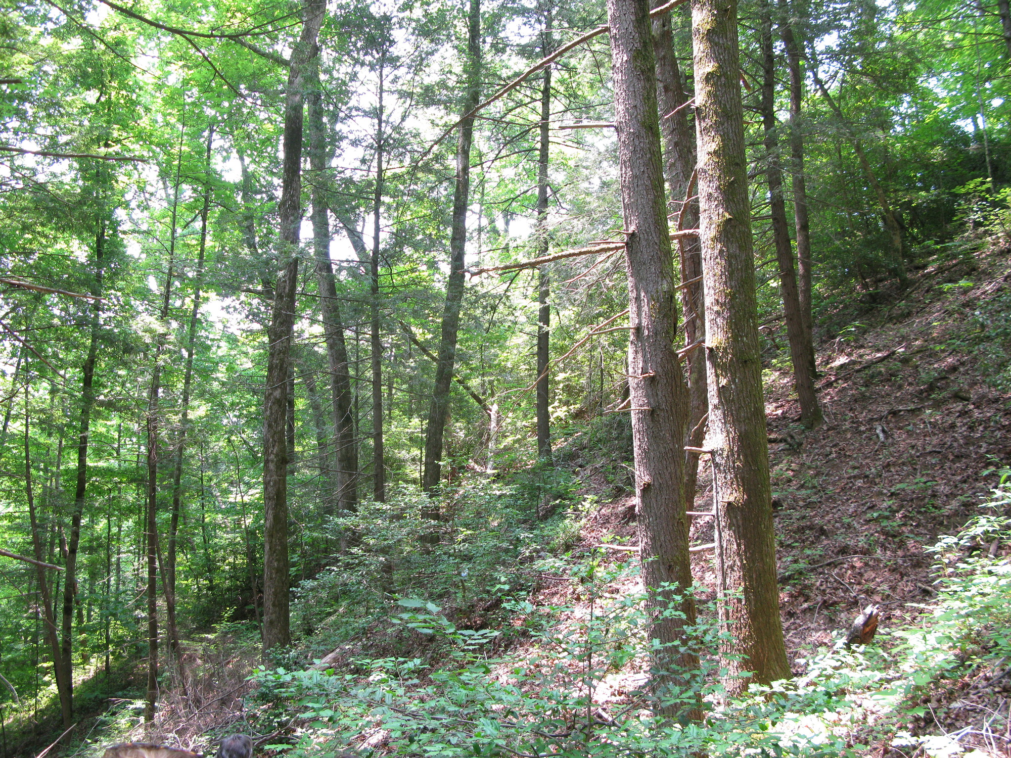 GRSM Accuracy Assessment. Plot Code: GRSM_AA_0974_5