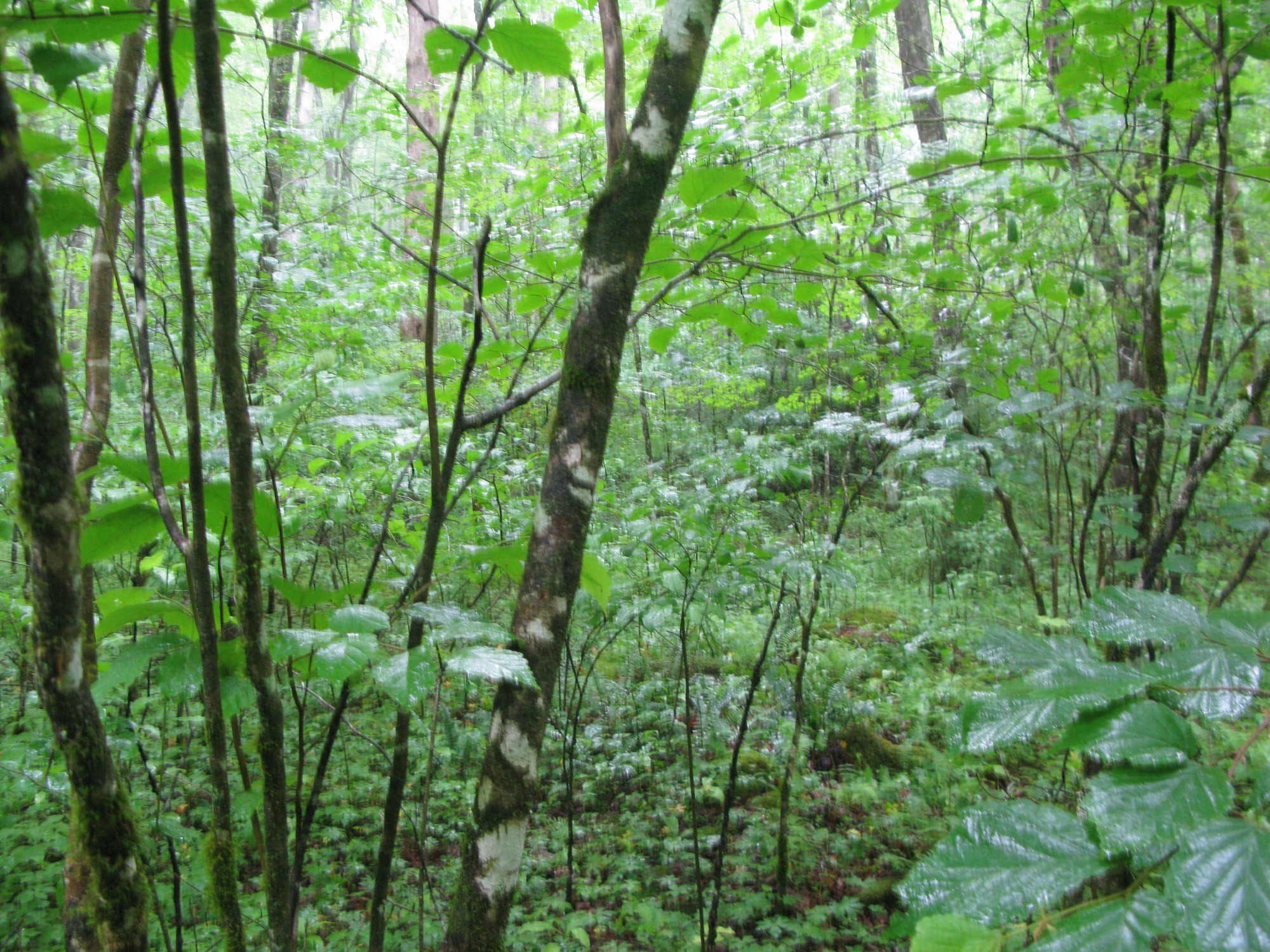 GRSM Accuracy Assessment. Plot Code: GRSM_AA_0143_3