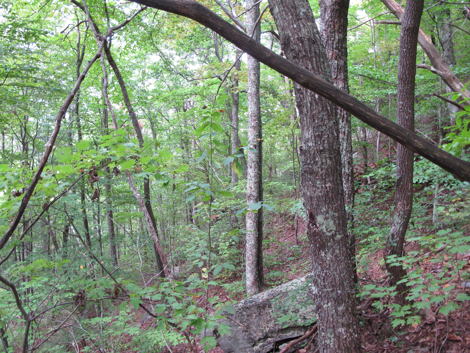 GRSM Accuracy Assessment. Plot Code: GRSM_AA_0519_5