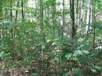 GRSM Accuracy Assessment. Plot Code: GRSM_AA_0065_6