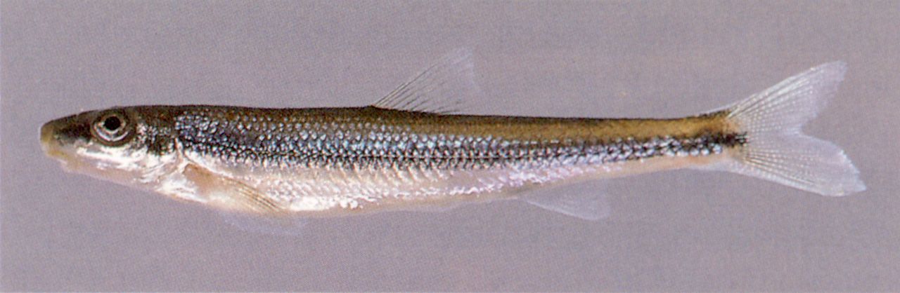 Image of Phenacobius uranops, a species of Fish