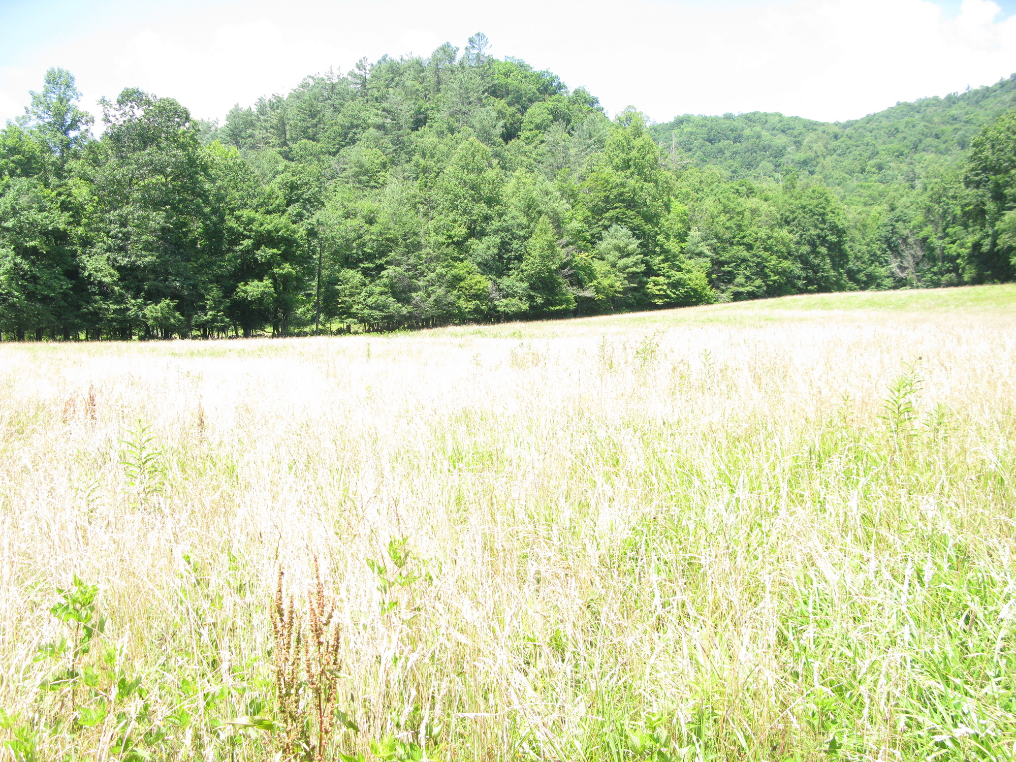 GRSM Accuracy Assessment. Plot Code: GRSM_AA_0741_5