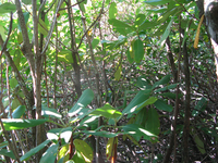 GRSM Accuracy Assessment. Plot Code: GRSM_AA_0859_4