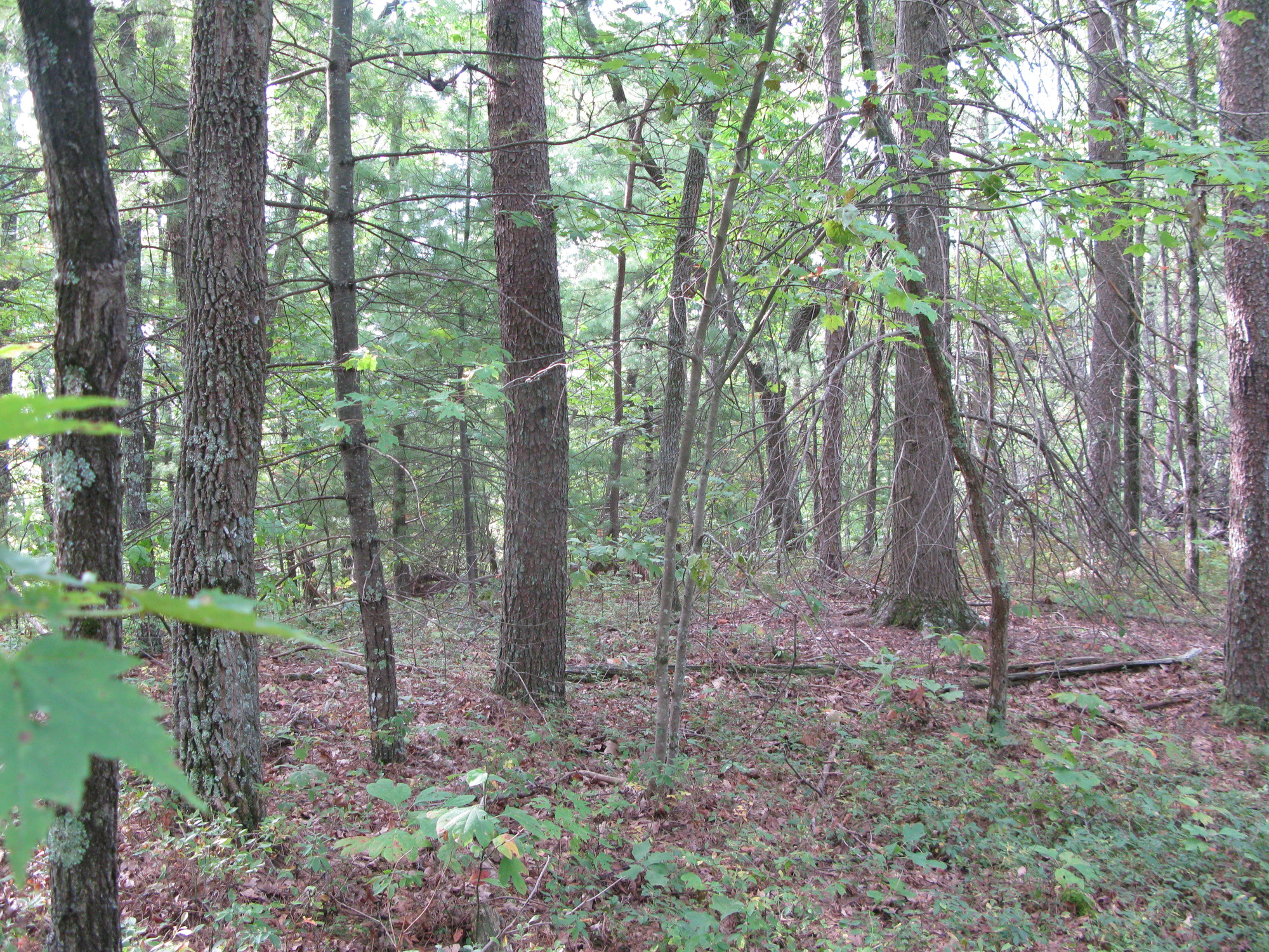 GRSM Accuracy Assessment. Plot Code: GRSM_AA_0951_4