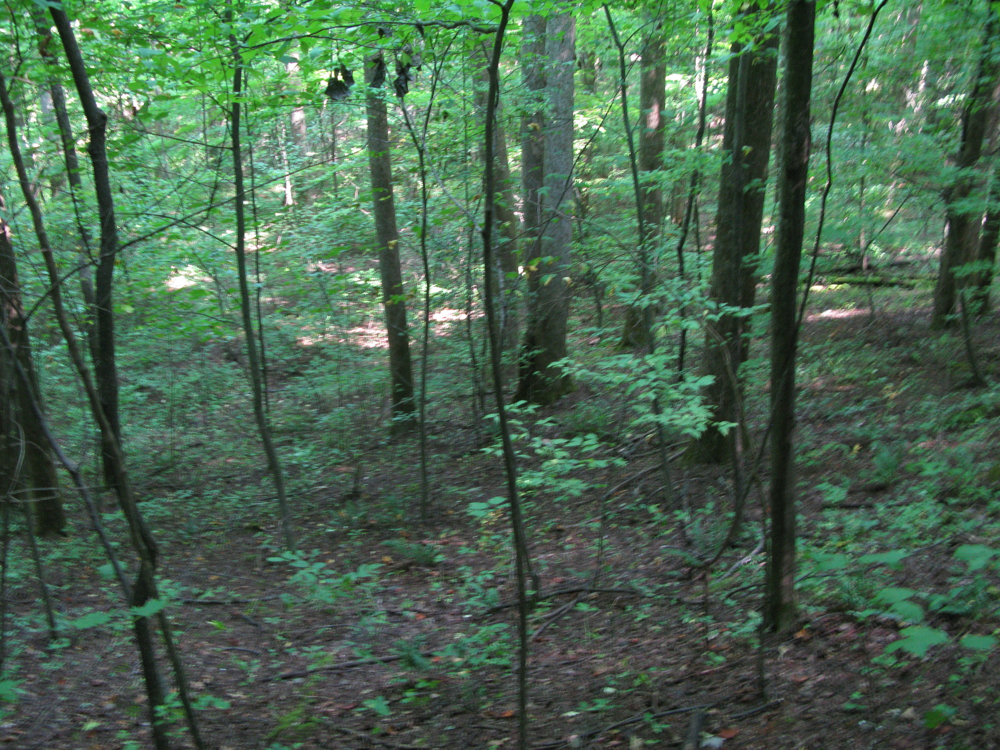 GRSM Accuracy Assessment. Plot Code: GRSM_AA_0516_2