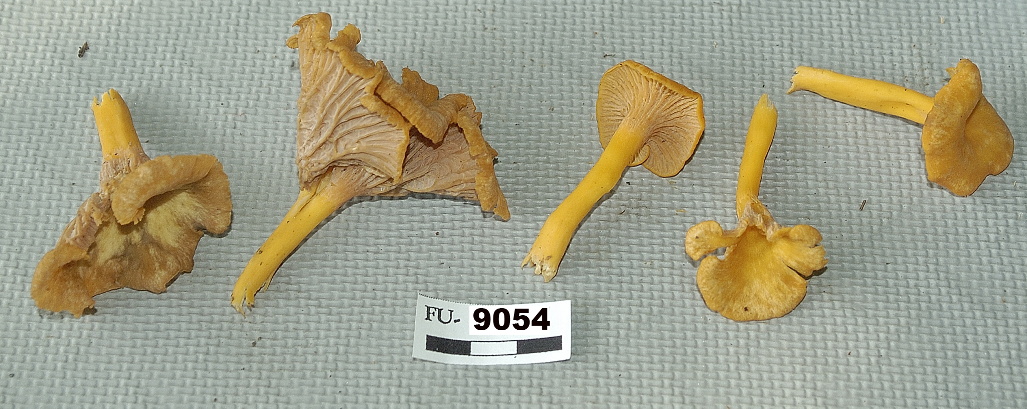 Image of Craterellus ignicolor, a species of fungi.