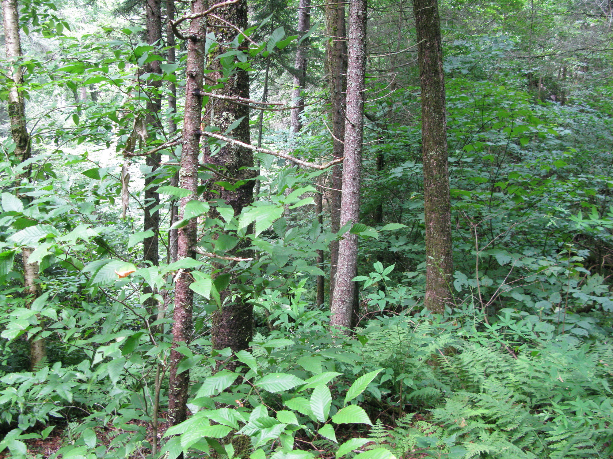 Plot Code: GRSM_AA_0688_6