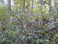 GRSM Accuracy Assessment. Plot Code: GRSM_AA_0001_5