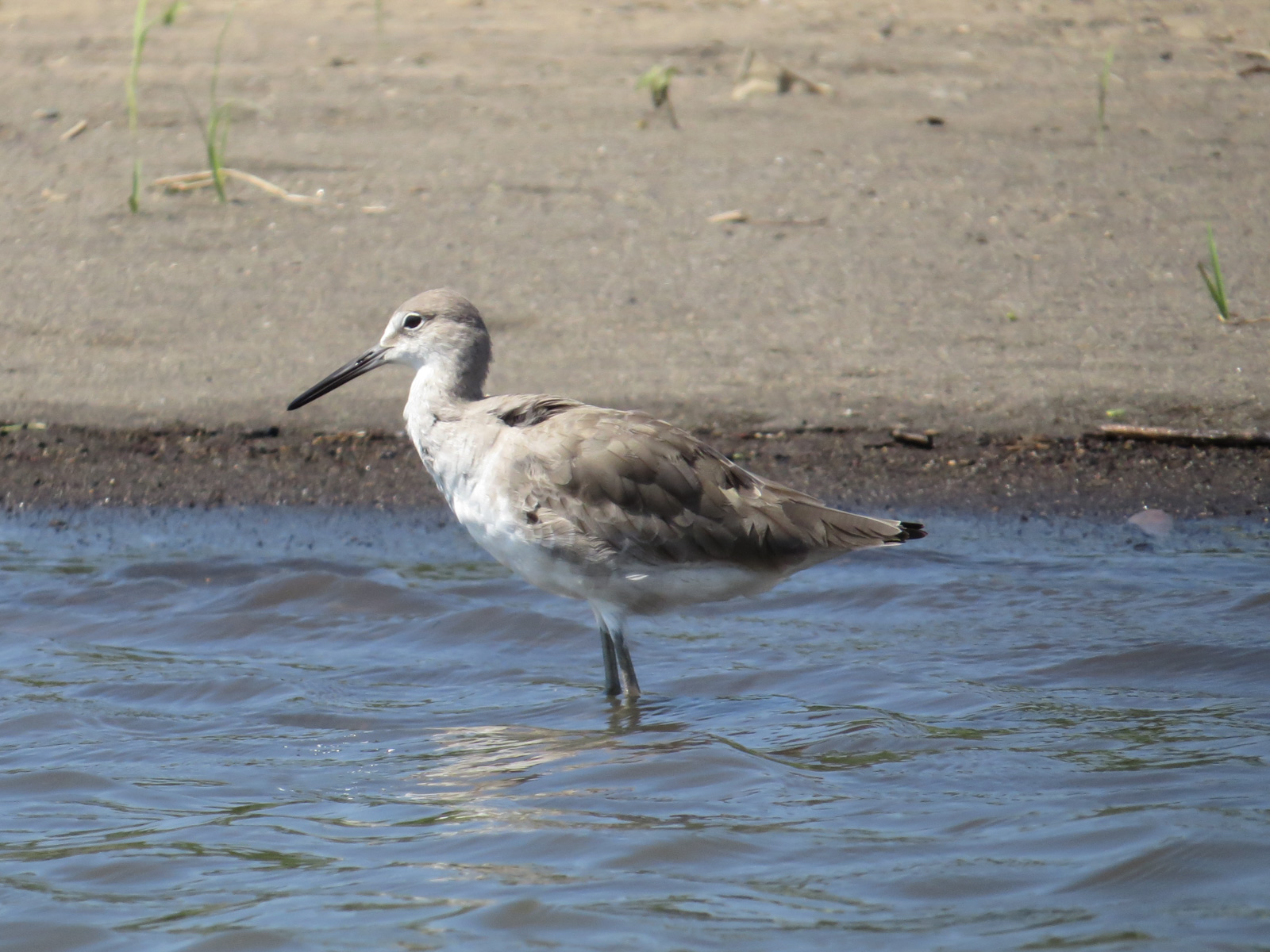 Image of Tringa semipalmata, a species of Bird
