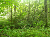 GRSM Accuracy Assessment. Plot Code: GRSM_AA_0664_3