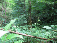 Plot Code: GRSM_AA_0688_4