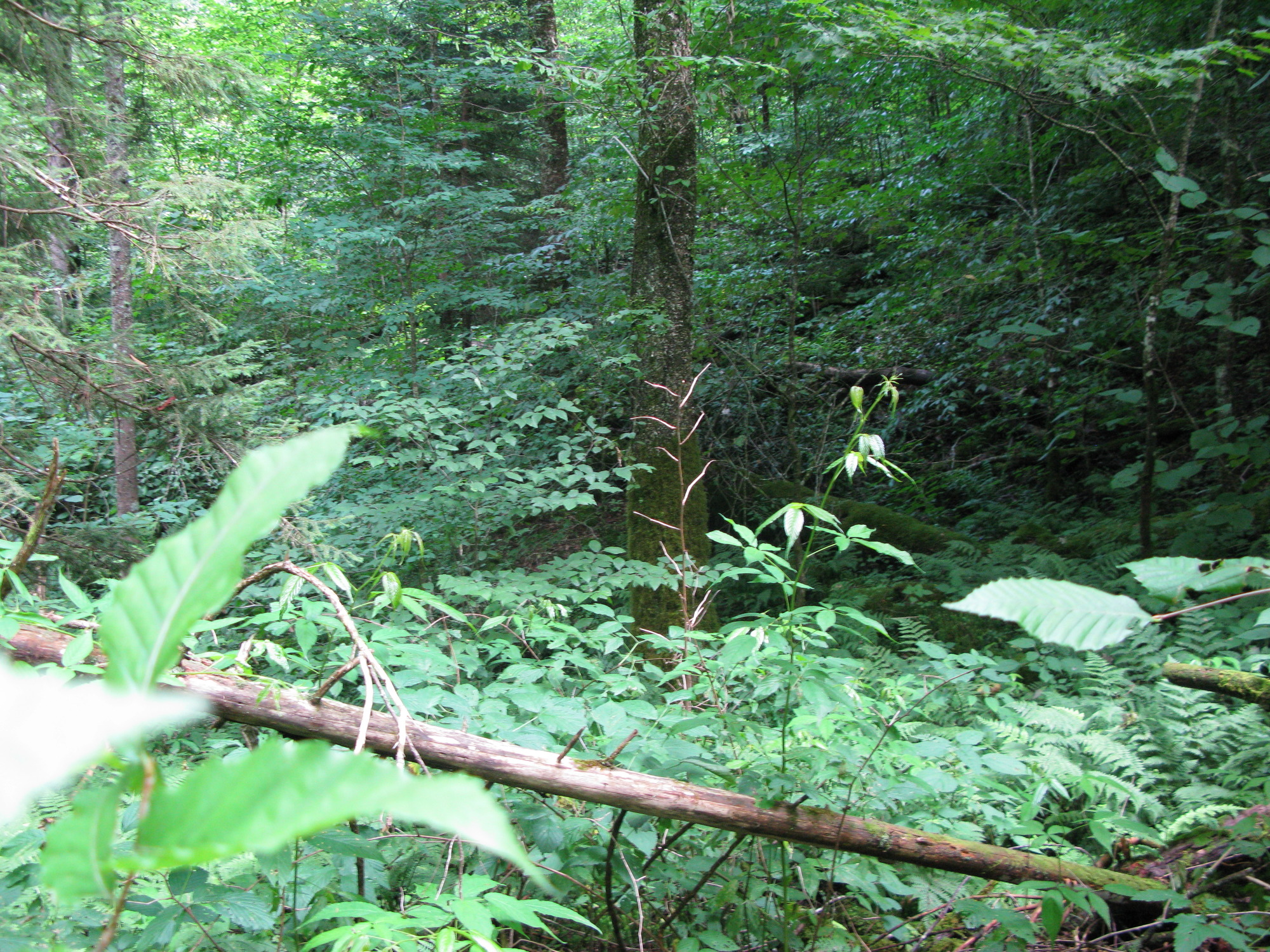 Plot Code: GRSM_AA_0688_4