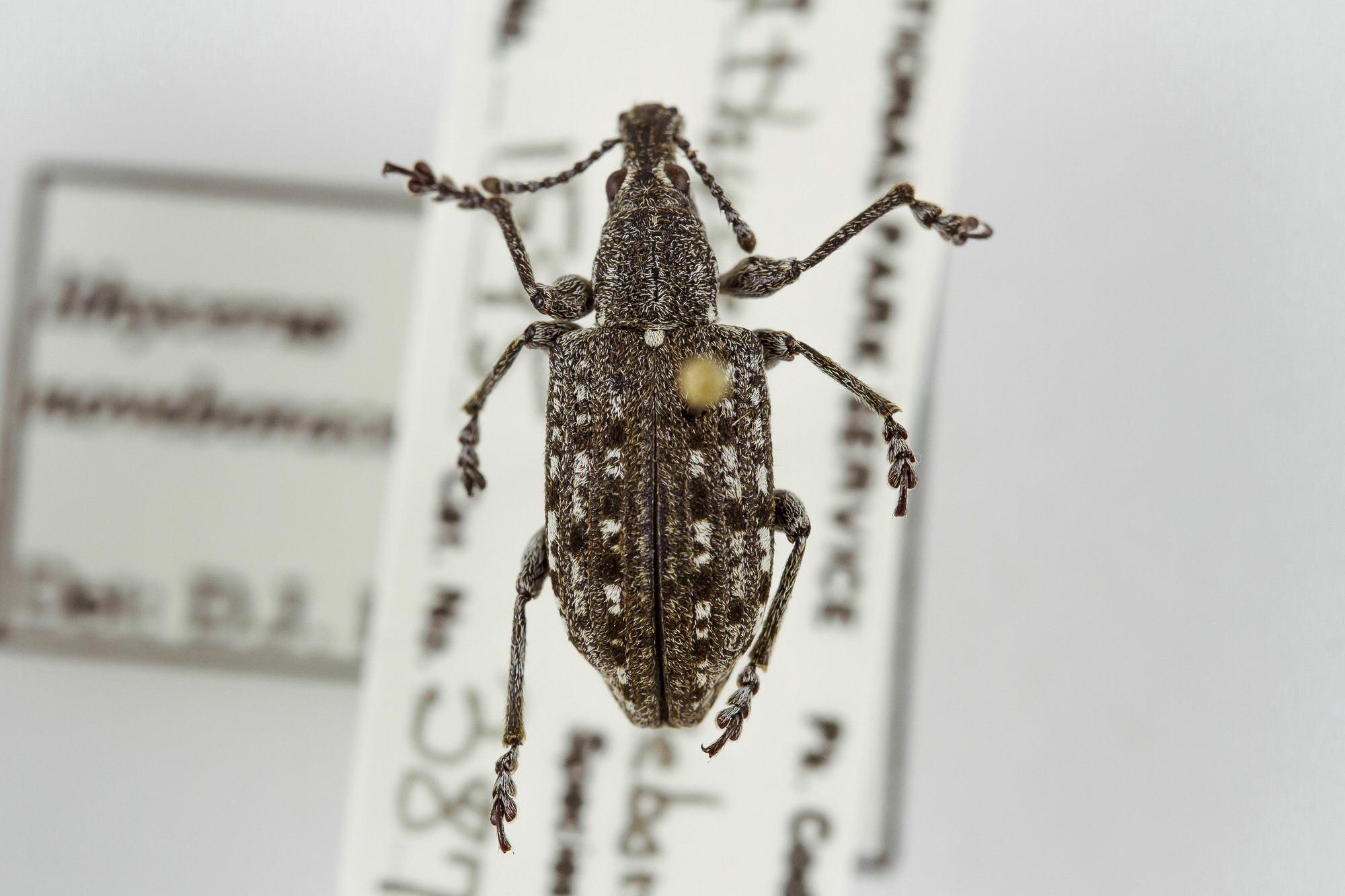 Image of Ithycerus noveboracensis, a species of Animalia