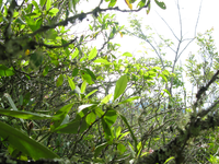 GRSM Accuracy Assessment. Plot Code: GRSM_AA_0174_6