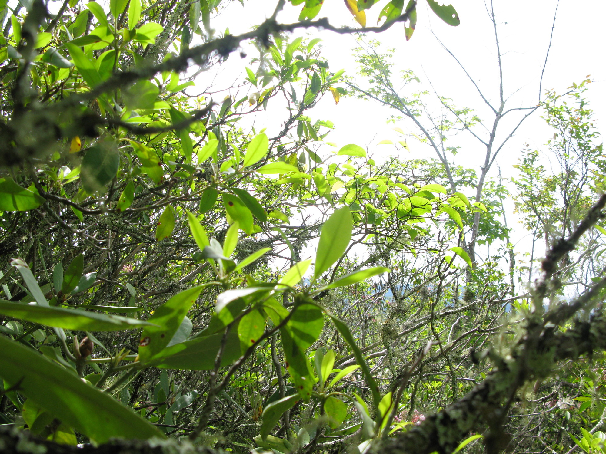 GRSM Accuracy Assessment. Plot Code: GRSM_AA_0174_6