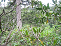 GRSM Accuracy Assessment. Plot Code: GRSM_AA_0835_6