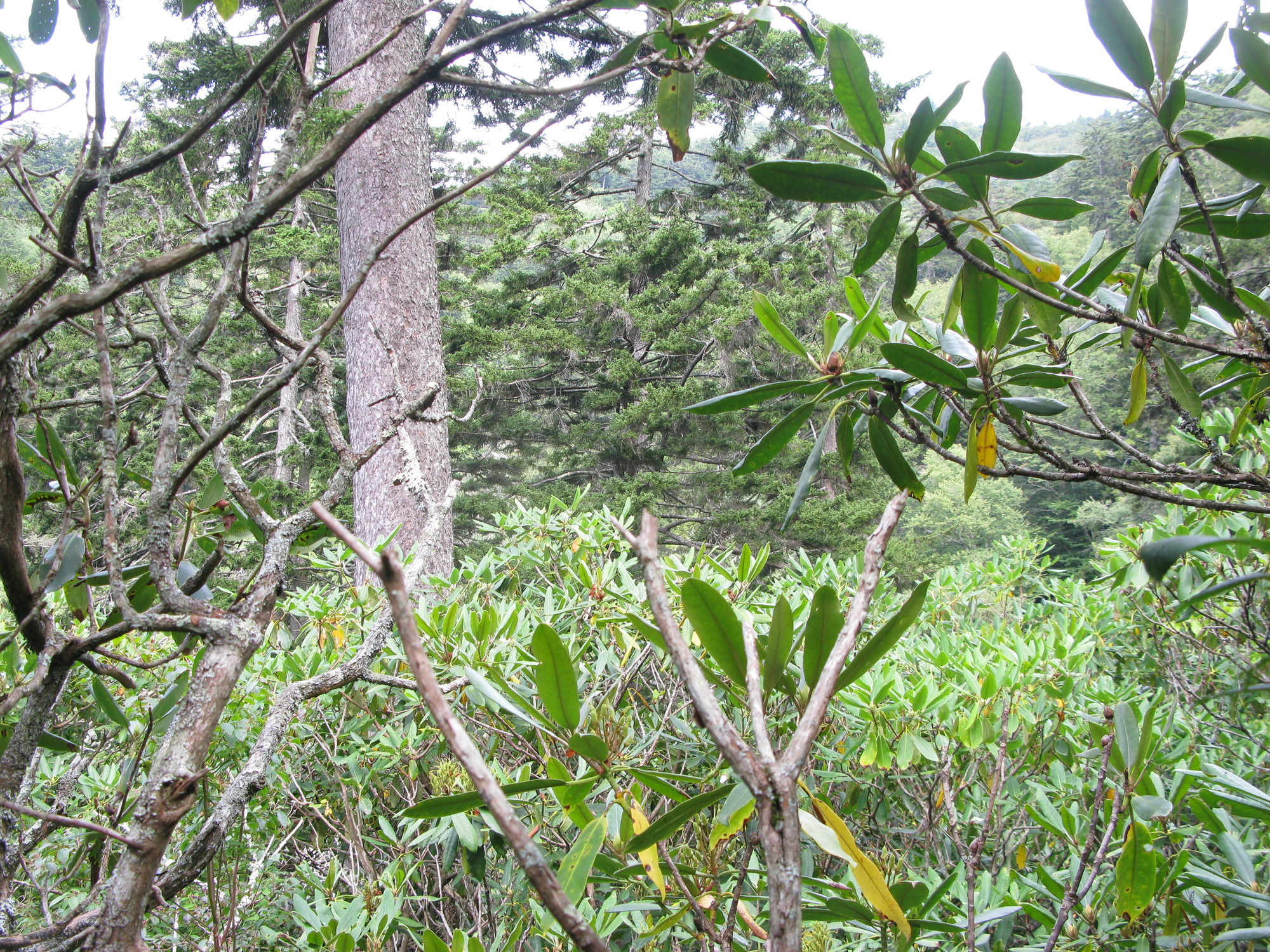 GRSM Accuracy Assessment. Plot Code: GRSM_AA_0835_6