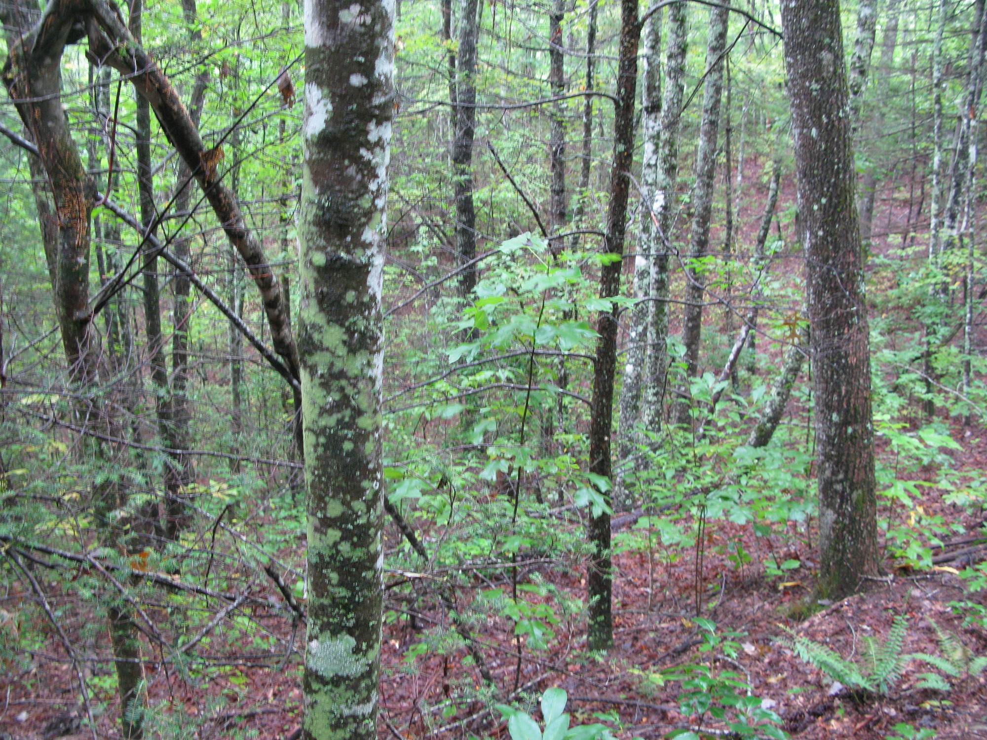 GRSM Accuracy Assessment. Plot Code: GRSM_AA_0237_6