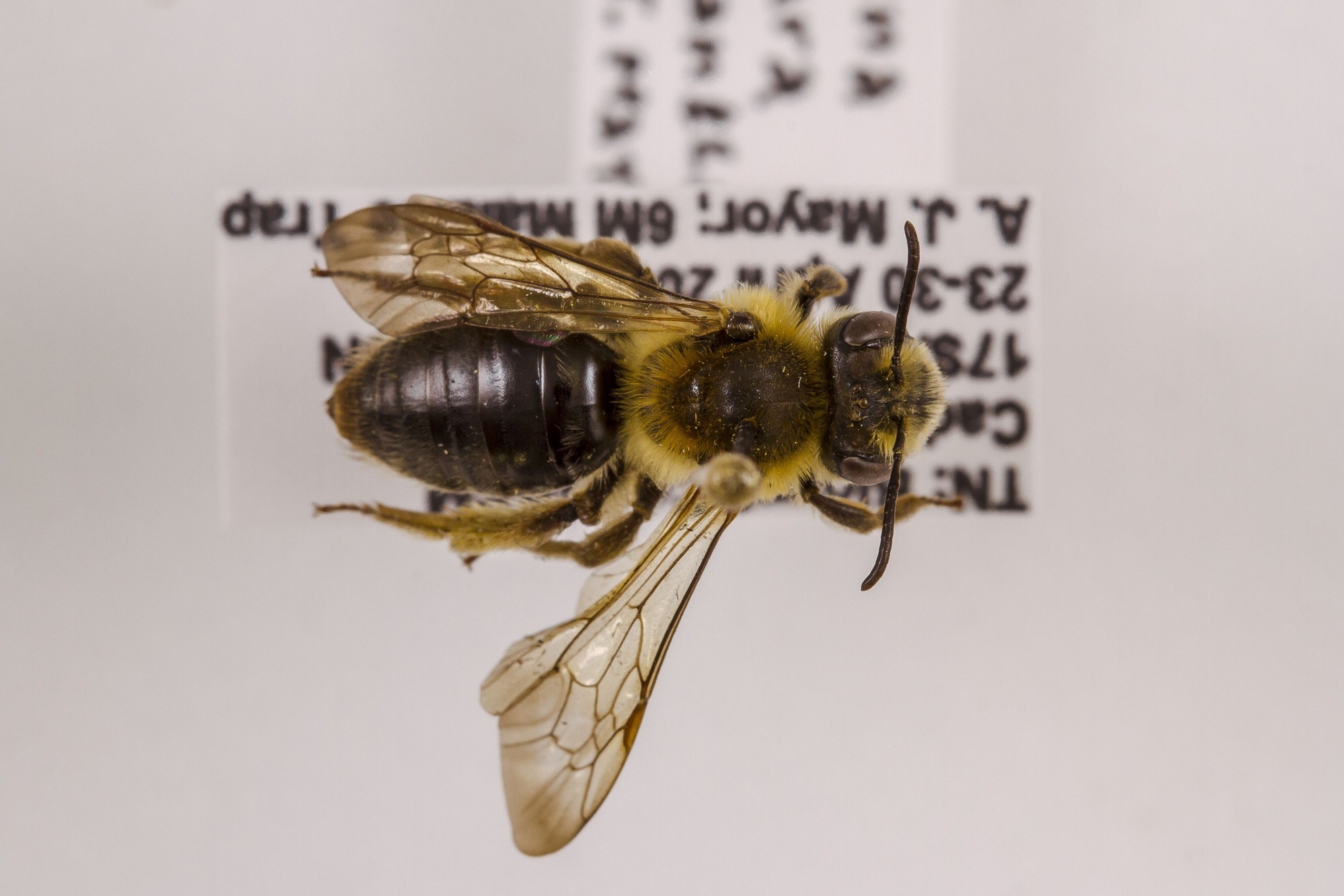 Image of Andrena barbara, a species of Animalia