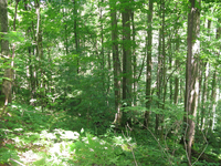 GRSM Accuracy Assessment. Plot Code: GRSM_AA_0203_2