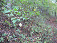 GRSM Accuracy Assessment. Plot Code: GRSM_AA_0288_4