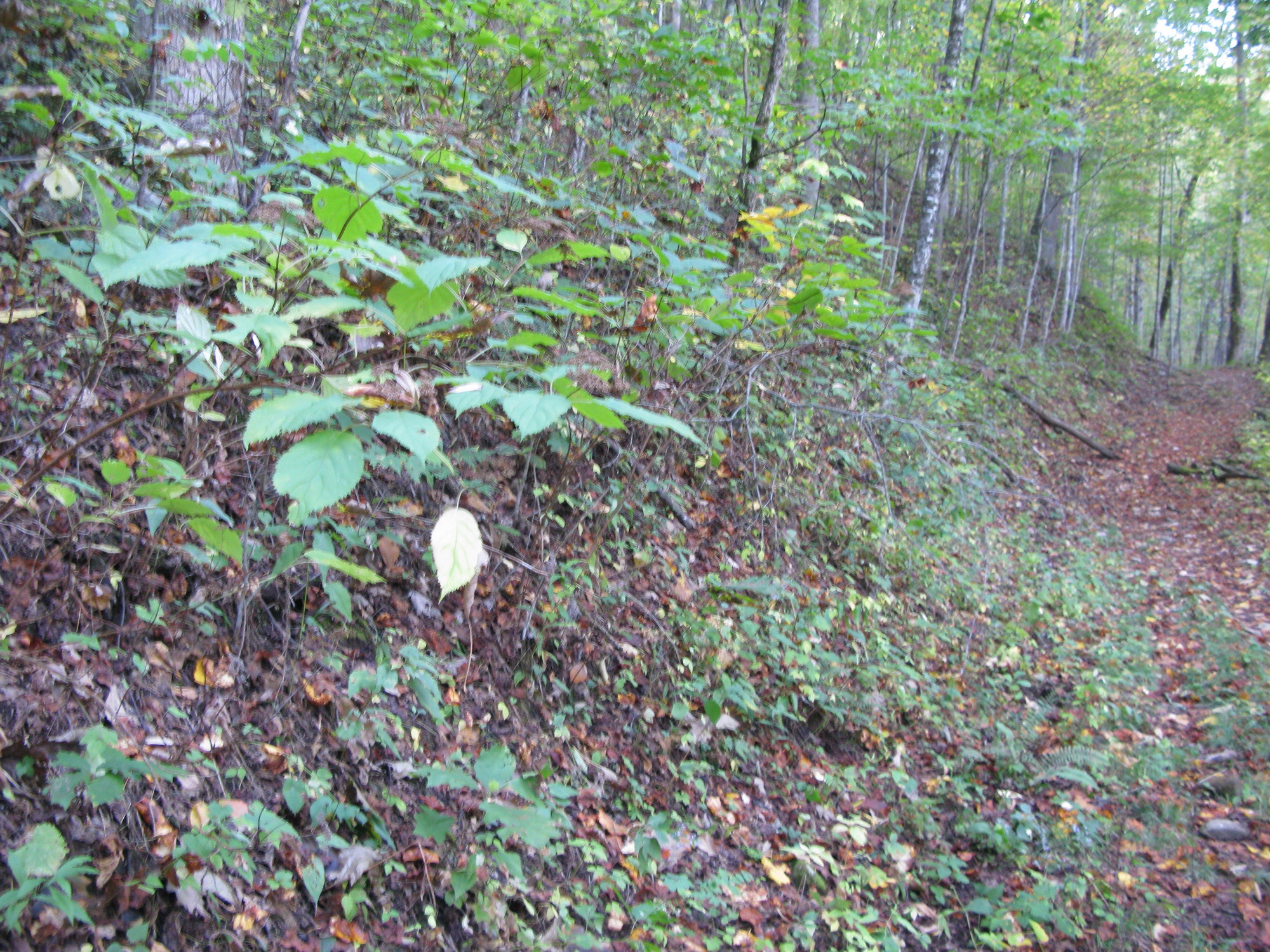 GRSM Accuracy Assessment. Plot Code: GRSM_AA_0288_4