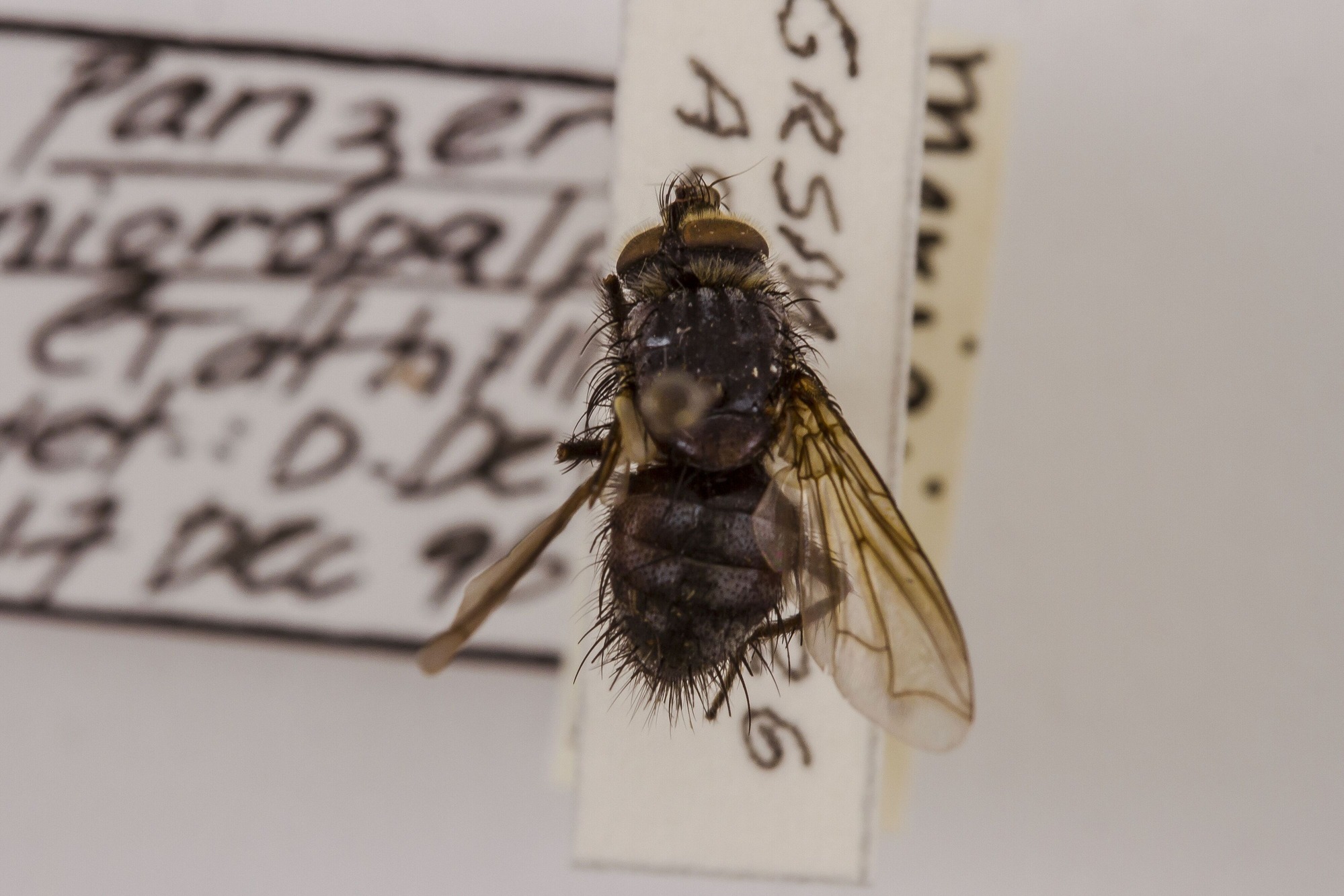 Image of Panzeria nigropalpis, a species of Animalia