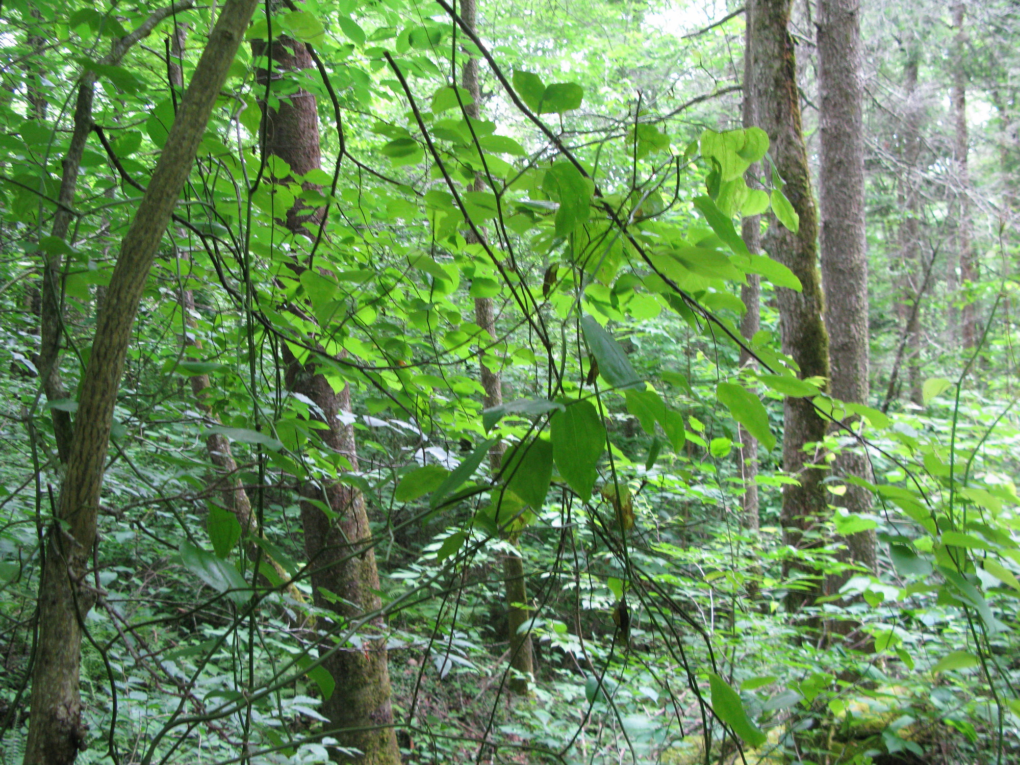 GRSM Accuracy Assessment. Plot Code: GRSM_AA_0021_4