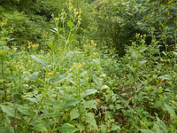 GRSM Accuracy Assessment. Plot Code: GRSM_AA_0479_3