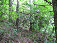 GRSM Accuracy Assessment. Plot Code: GRSM_AA_0074_3