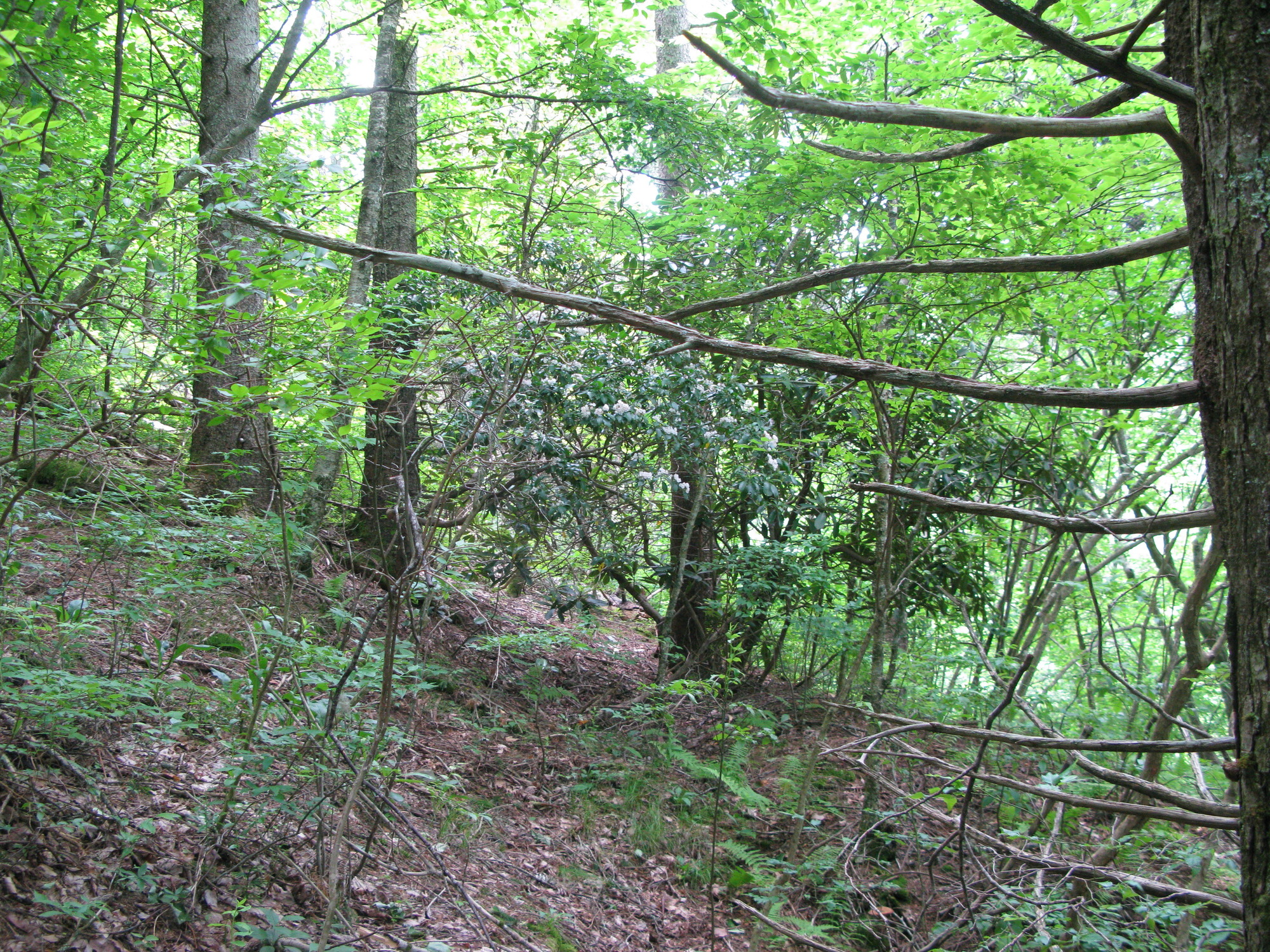 GRSM Accuracy Assessment. Plot Code: GRSM_AA_0074_3