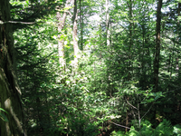 GRSM Accuracy Assessment. Plot Code: GRSM_AA_0101_2