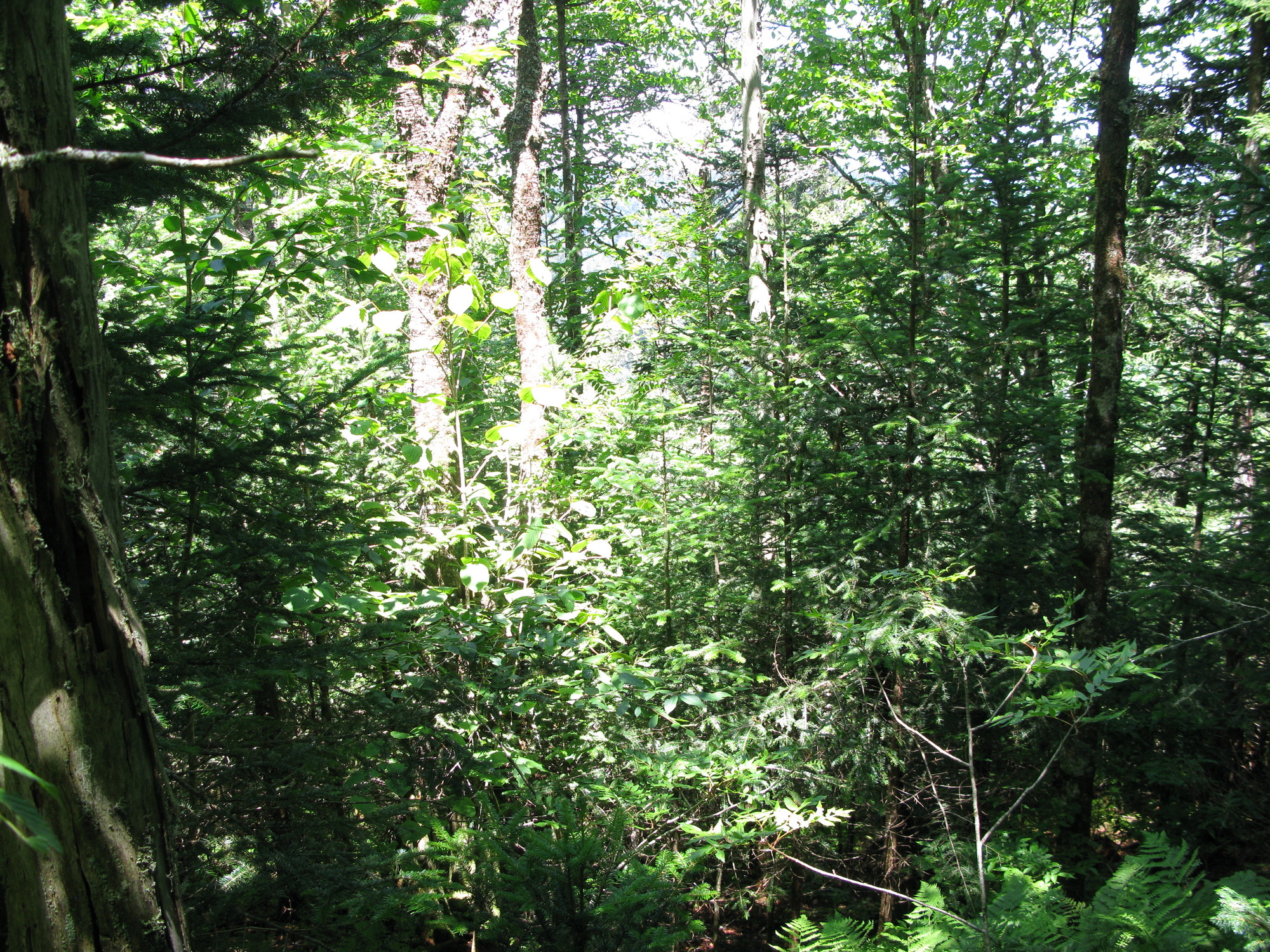 GRSM Accuracy Assessment. Plot Code: GRSM_AA_0101_2